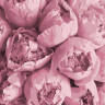 Картина по номерам "Розовая нежность" 13103-AC 40х40 см
