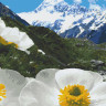 Картина по номерам "Альпийские маки" 40х50 см 10564-AC